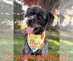 Small Poodle (Standard) Mix