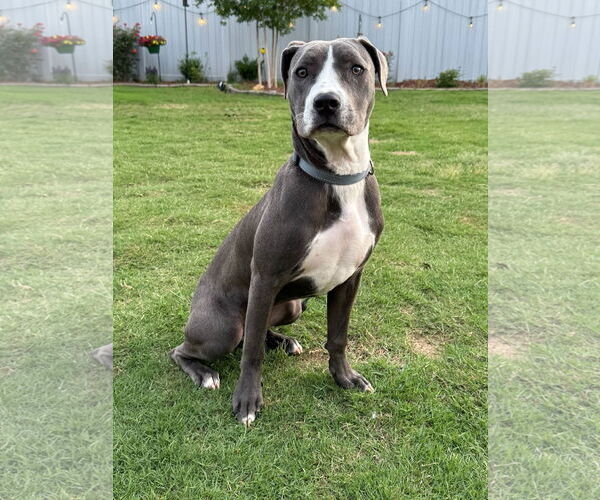 Medium Photo #1 Mutt Puppy For Sale in Greenville, SC, USA