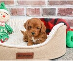 Small #7 Cavapoo (Miniature)