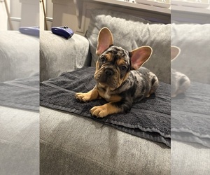 French Bulldog Puppy for sale in HERMITAGE, TN, USA