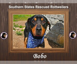 Rottweiler-Unknown Mix Dogs for adoption in White Hall, AR, USA