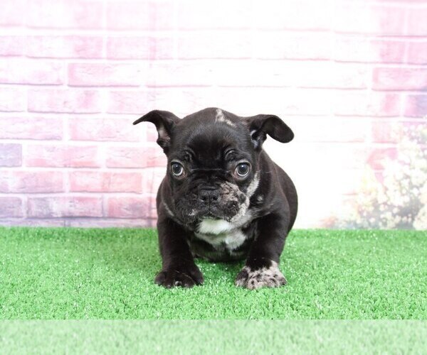 Medium Photo #1 French Bulldog Puppy For Sale in BEL AIR, MD, USA