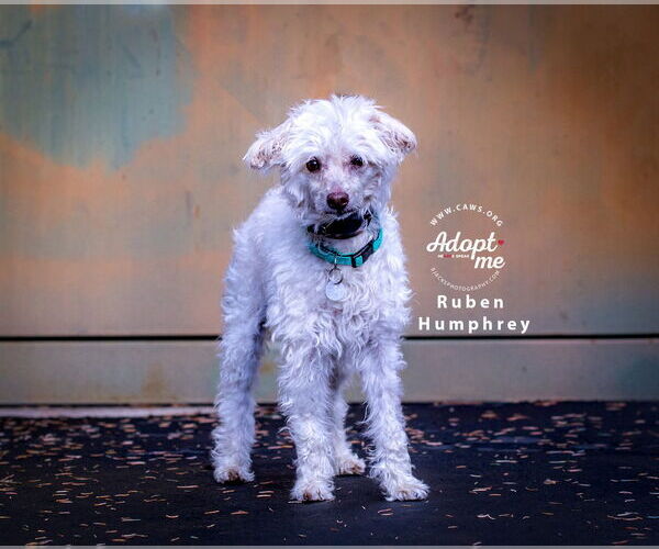 Medium Photo #2 Mutt Puppy For Sale in Salt Lake City, UT, USA