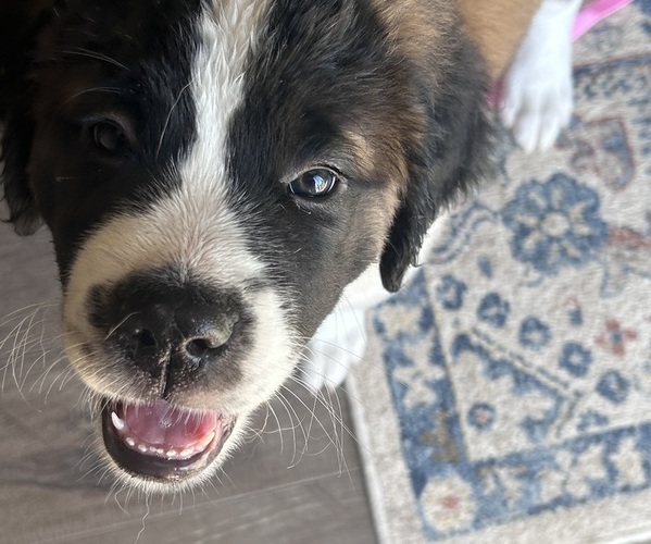 Medium Photo #1 Saint Bernard Puppy For Sale in REEDSBURG, WI, USA