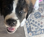 Image preview for Ad Listing. Nickname: Mocha