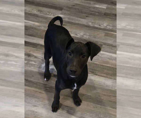 Medium Photo #7 Doberman Pinscher-Miniature Schnauzer Mix Puppy For Sale in Pottstown, PA, USA