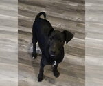 Small #6 Doberman Pinscher-Miniature Schnauzer Mix