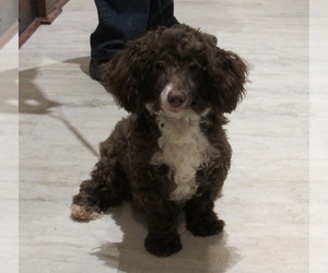 Poodle (Miniature) Puppy for sale in LE MARS, IA, USA