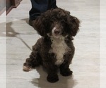 Small Poodle (Miniature)