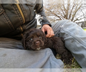 Cocker Spaniel Puppy for sale in STRATHMORE, CA, USA