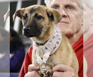 Juniper - Female Mutt Dog for Adoption - Photo #3