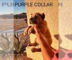 Small Photo #18 Cane Corso Puppy For Sale in APPLE VALLEY, CA, USA