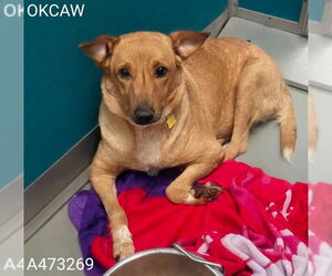 German Shepherd Dog-Unknown Mix Dogs for adoption in Oklahoma City, OK, USA