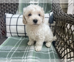 Maltipoo-YorkiePoo Mix Puppy for sale in MIDDLEBURY, IN, USA