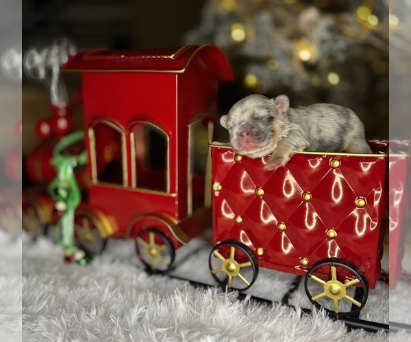 Medium Photo #1 French Bulldog Puppy For Sale in SPRINGFIELD, MO, USA