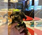 Small Photo #1 Yorkshire Terrier Puppy For Sale in DOVER, DE, USA