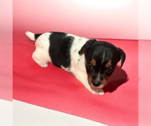 Jack Russell Terrier Puppy for sale in NASHVILLE, NC, USA