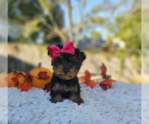 Yorkshire Terrier Puppy for sale in INDIANAPOLIS, IN, USA