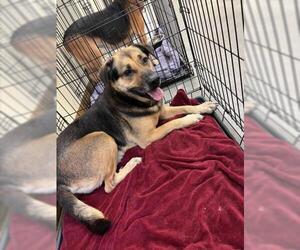 German Shepherd Dog-Unknown Mix Dogs for adoption in Texas City, TX, USA