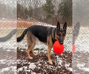 German Shepherd Dog Dogs for adoption in Waterford, VA, USA