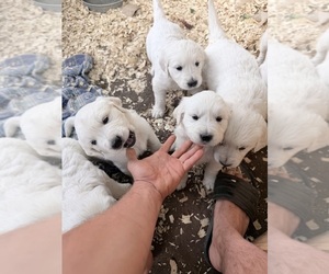 English Cream Golden Retriever Puppy for sale in MOUNTAIN HOME, AR, USA