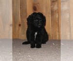 Small Photo #3 Aussie-Poo Puppy For Sale in WESTCLIFFE, CO, USA