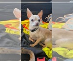 Small #1 Chihuahua