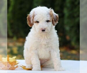 Goldendoodle (Miniature) Puppy for sale in LANCASTER, PA, USA