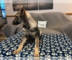 Small Photo #2 German Shepherd Dog Puppy For Sale in LOGAN, OH, USA