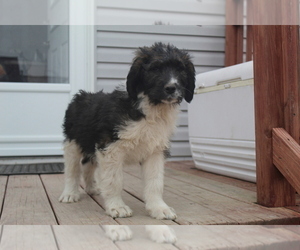 Saint Berdoodle Puppy for sale in EVART, MI, USA