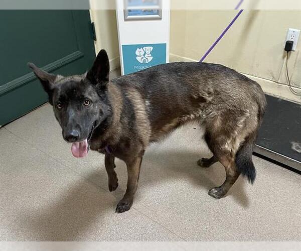 Medium Photo #1 German Shepherd Dog-Unknown Mix Puppy For Sale in Pasadena, CA, USA