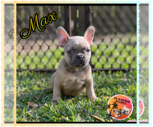 French Bulldog Puppy for sale in MIAMI LAKES, FL, USA