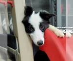 Small #3 Border Collie