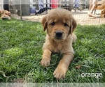 Puppy Orange Golden Retriever