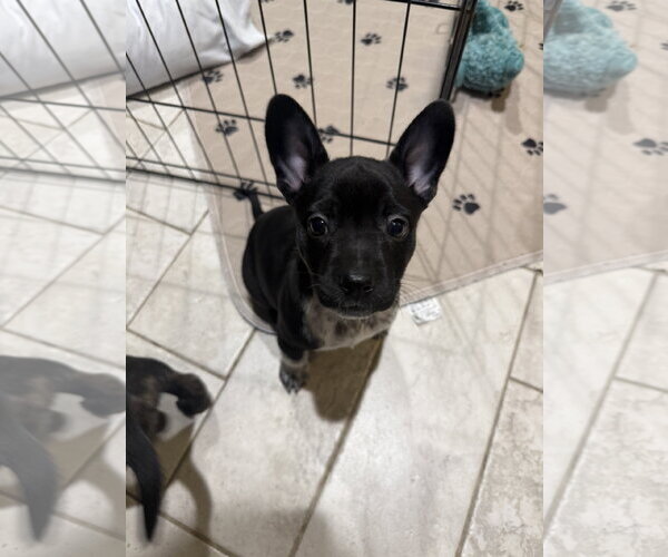 Medium Photo #2 French Bulldog Puppy For Sale in St. Louis Park, MN, USA
