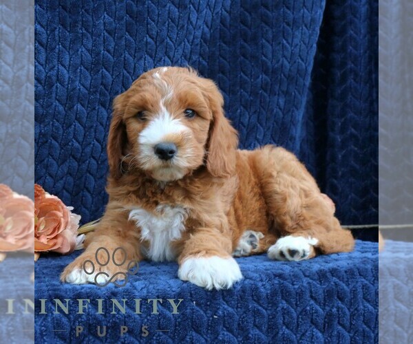 Medium Photo #1 Goldendoodle (Miniature) Puppy For Sale in LEOLA, PA, USA