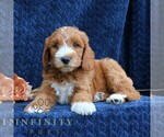 Small Goldendoodle (Miniature)