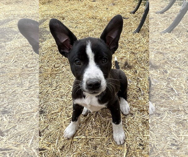Medium Photo #2 Mutt Puppy For Sale in Laramie, WY, USA