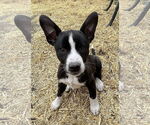 Small #1 Mutt