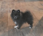 Small #2 Pomeranian