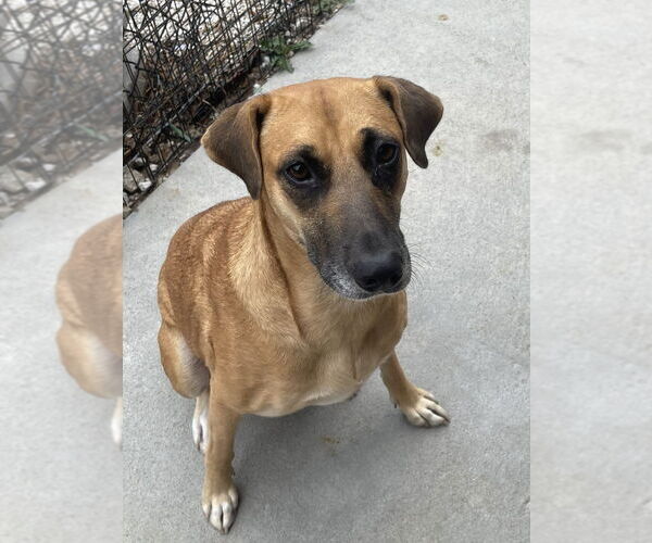 Medium Photo #1 Black Mouth Cur-Labrador Retriever Mix Puppy For Sale in Bolivar, MO, USA