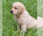 Small #2 English Cream Golden Retriever