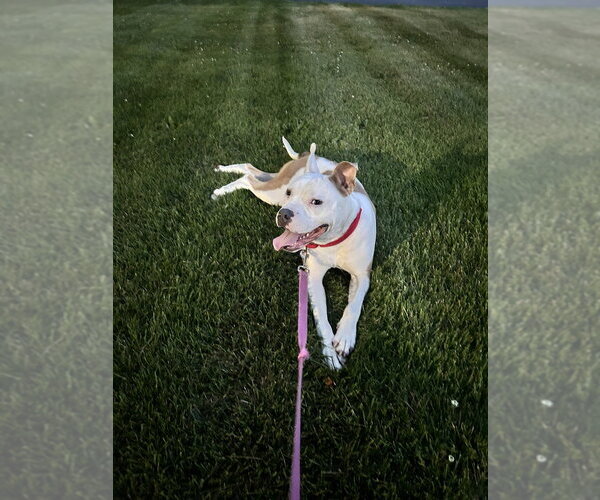 Medium Photo #15 American Bulldog-American Staffordshire Terrier Mix Puppy For Sale in Brewster, NY, USA