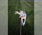 Small #14 American Bulldog-American Staffordshire Terrier Mix