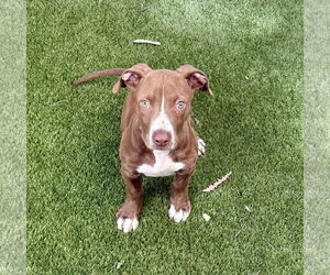 Mutt Dogs for adoption in Mission Viejo, CA, USA