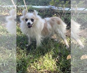 Pomeranian Dogs for adoption in HOPKINSVILLE/PRINCETON, KY, NH, USA