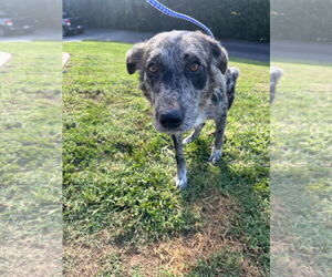 Catahoula Leopard Dog-Unknown Mix Dogs for adoption in Mount Airy, NC, USA