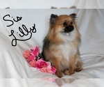 Small Photo #2 Pomeranian Puppy For Sale in PLATTE CITY, MO, USA