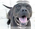 Small #1 American Staffordshire Terrier