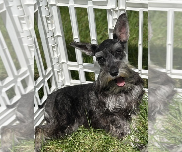 Medium Photo #1 Schnauzer (Miniature) Puppy For Sale in JEFFERSON, OR, USA